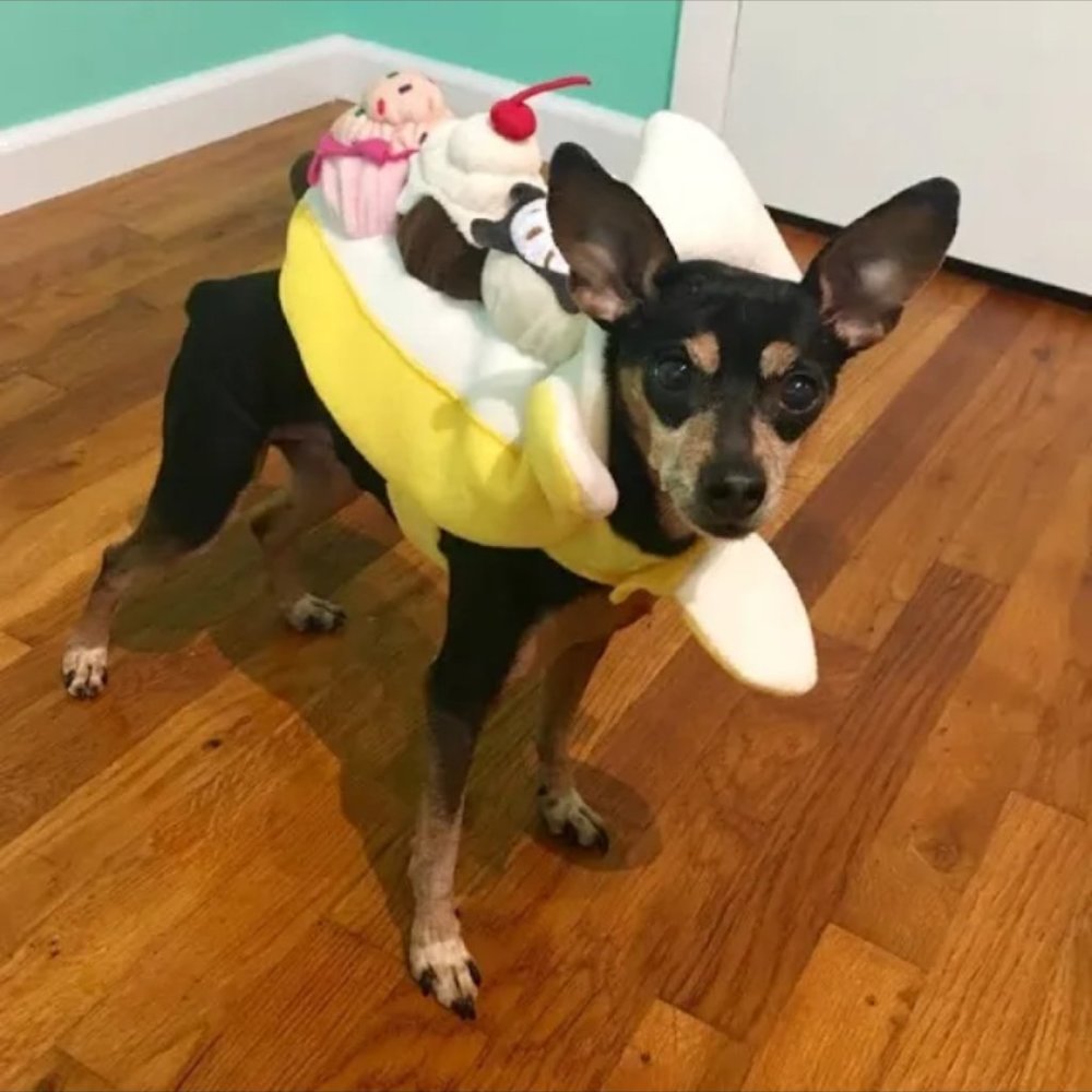 Small banana split dog costume